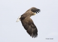 White-tailed_Eagle